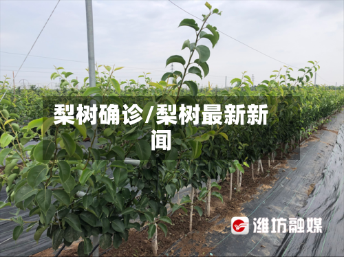 梨树确诊/梨树最新新闻