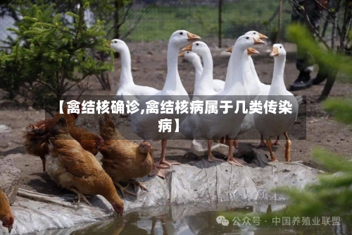 【禽结核确诊,禽结核病属于几类传染病】