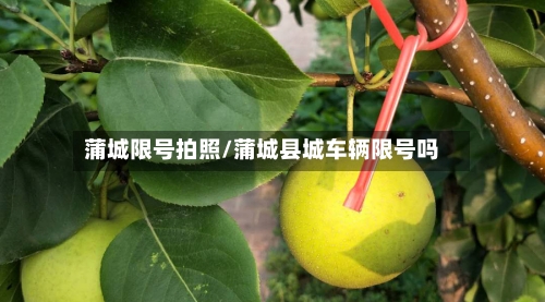 蒲城限号拍照/蒲城县城车辆限号吗